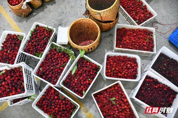 甘甜中带点酸的杨梅，让人是如此回味（杨梅酸酸甜甜的有几种食物名称是什么）