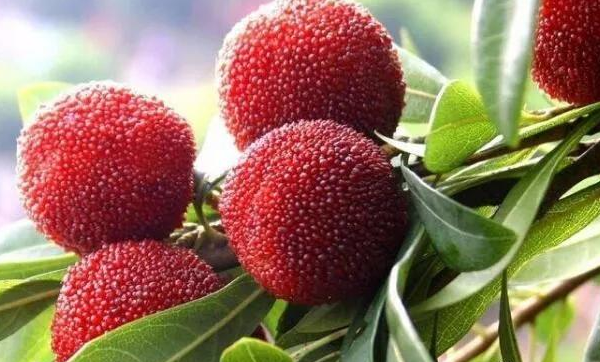 杨梅的功效与作用及禁忌（杨梅酒的功效与作用及禁忌症）