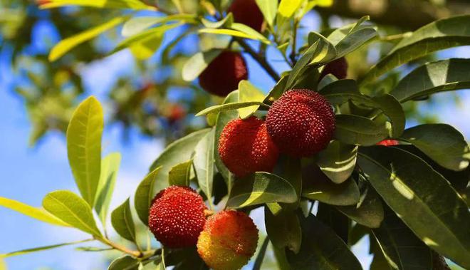 夏天吃杨梅竟然有这么多好处！燕山杨梅门票免费送送送（燕山杨梅好久开园2023年）