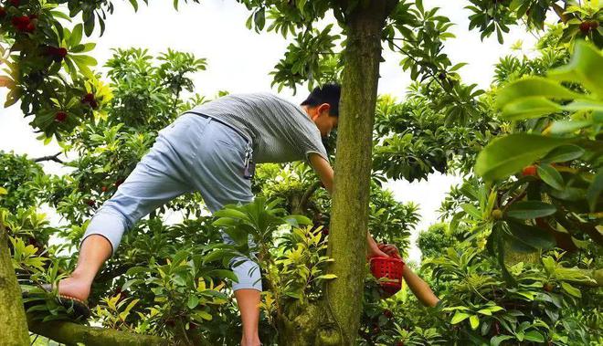 夏天吃杨梅竟然有这么多好处！燕山杨梅门票免费送送送（燕山杨梅好久开园2023年）