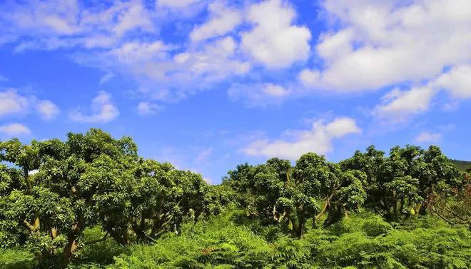 夏天吃杨梅竟然有这么多好处！燕山杨梅门票免费送送送（燕山杨梅好久开园2023年）