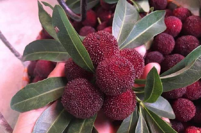 夏天吃杨梅竟然有这么多好处！燕山杨梅门票免费送送送（燕山杨梅好久开园2023年）