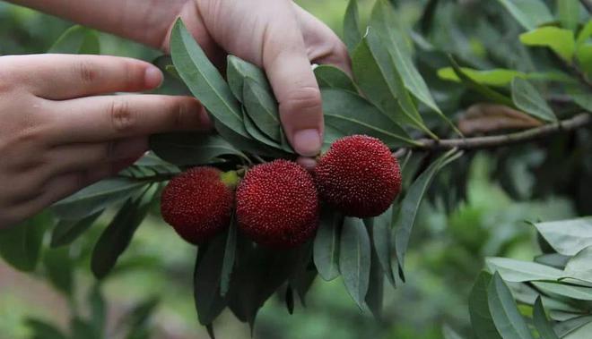 夏天吃杨梅竟然有这么多好处！燕山杨梅门票免费送送送（燕山杨梅好久开园2023年）