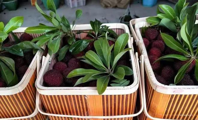 夏天吃杨梅竟然有这么多好处！燕山杨梅门票免费送送送（燕山杨梅好久开园2023年）