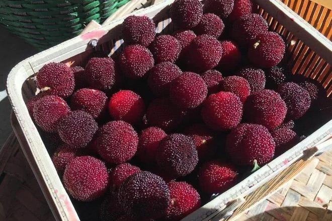 夏天吃杨梅竟然有这么多好处！燕山杨梅门票免费送送送（燕山杨梅好久开园2023年）