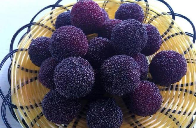 夏天吃杨梅竟然有这么多好处！燕山杨梅门票免费送送送（燕山杨梅好久开园2023年）