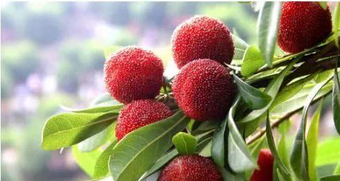 夏天吃杨梅竟然有这么多好处！燕山杨梅门票免费送送送（燕山杨梅好久开园2023年）