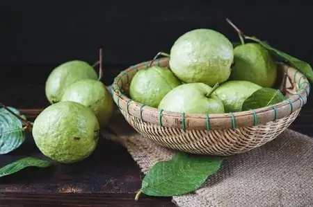 番石榴的功效与作用 番石榴怎么吃才正确（番石榴的功效和作用是什么）