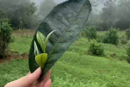 你喝过云南大叶种茶吗？居然有这些功效（云南大叶种茶是普洱茶吗）