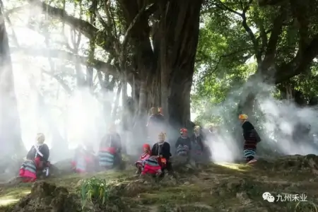 你喝过云南大叶种茶吗？居然有这些功效（云南大叶种茶是普洱茶吗）