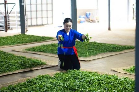 你喝过云南大叶种茶吗？居然有这些功效（云南大叶种茶是普洱茶吗）