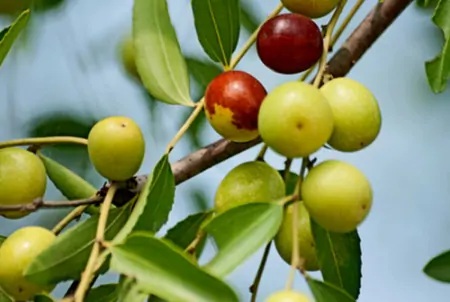 3类人夏季要少吃水果，这6种应季水果，每种都有禁忌人群（夏季应该少吃的水果有哪些）