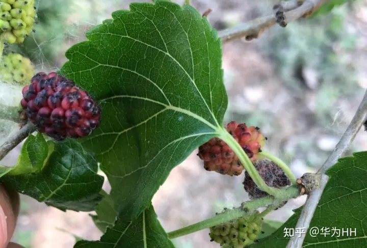 桑葚的功效与作用「知识分享」（桑葚的功效和用法）