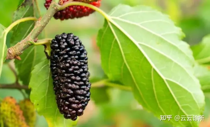 桑葚有哪些功效（中药中的桑椹有什么作用）