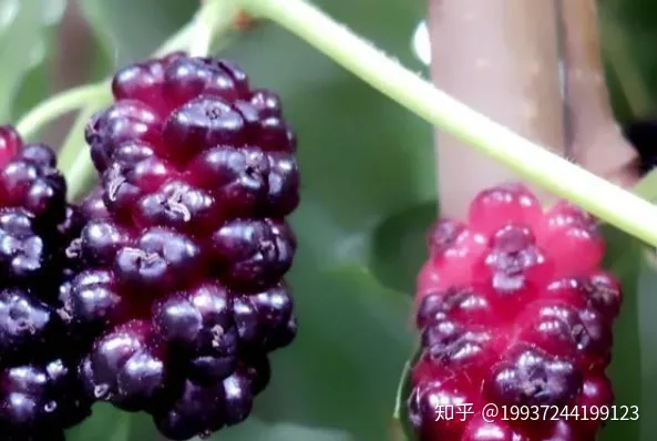 桑葚的功效与作用有哪些？（吃桑葚的好处和坏处）