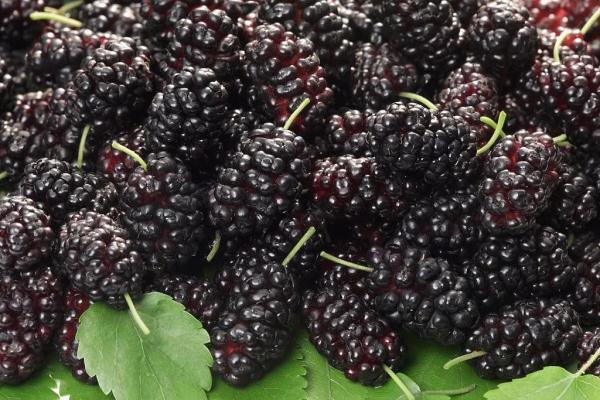 为什么吃桑葚时，老是吃一嘴紫色？一颗桑葚好处多，现在吃刚好（淡紫色桑葚）