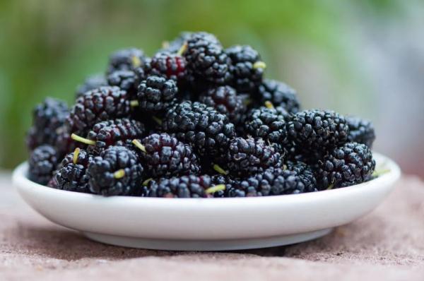 为什么吃桑葚时，老是吃一嘴紫色？一颗桑葚好处多，现在吃刚好（淡紫色桑葚）