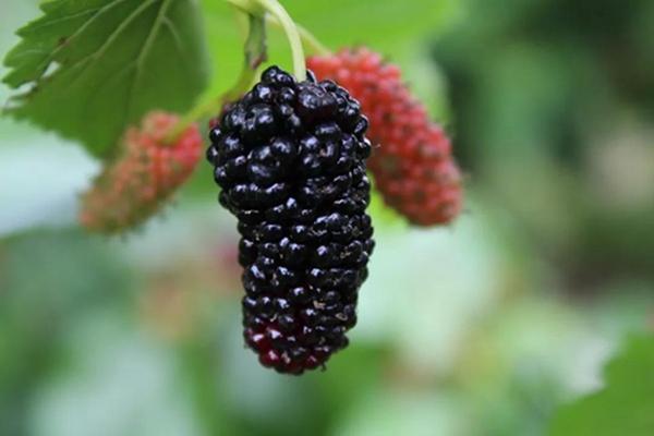 桑葚好吃，并非百无禁忌（桑葚是什么口感）