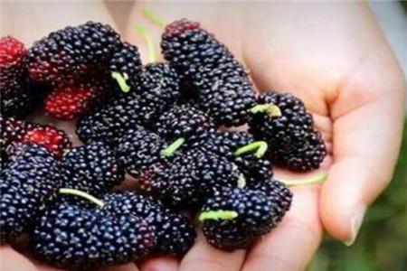 桑葚虽功效多但4类人群不宜吃（桑葚的饮食禁忌）