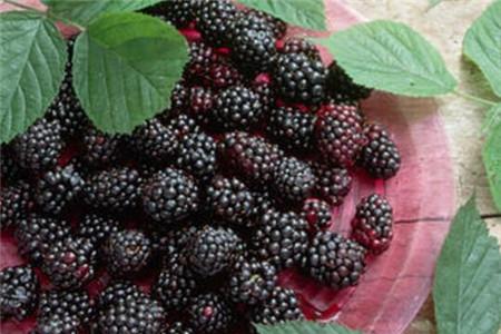 桑葚虽功效多但4类人群不宜吃（桑葚的饮食禁忌）