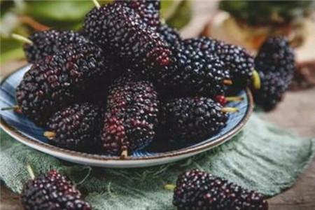 桑葚虽功效多但4类人群不宜吃（桑葚的饮食禁忌）