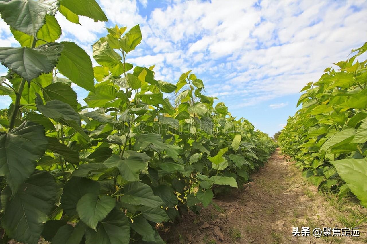 桑葚上市了，你知道桑葚的好处吗？这几类人最适合吃桑葚！（桑葚有什么作用与功效）