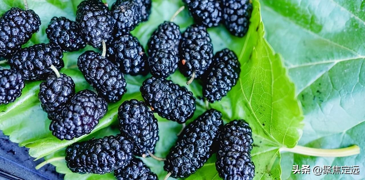桑葚上市了，你知道桑葚的好处吗？这几类人最适合吃桑葚！（桑葚有什么作用与功效）