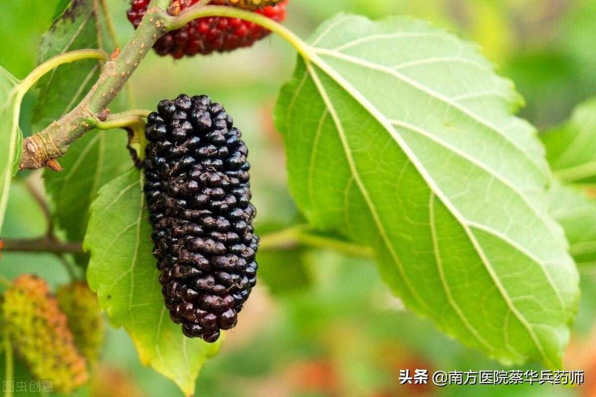桑葚能补肾，吃错反伤身！中药师告诉您桑葚的正确食用方法与禁忌（桑椹补肾如何食用效果好）