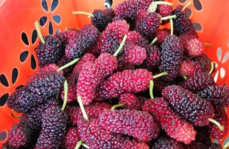 看起来脏脏的桑葚，吃起来有什么营养？降脂、养胃，对女性有好处（桑葚作用）