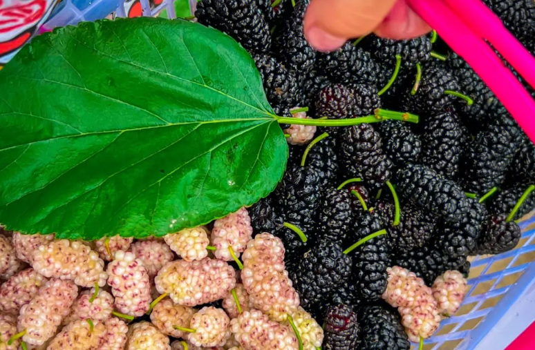 看起来脏脏的桑葚，吃起来有什么营养？降脂、养胃，对女性有好处（桑葚作用）