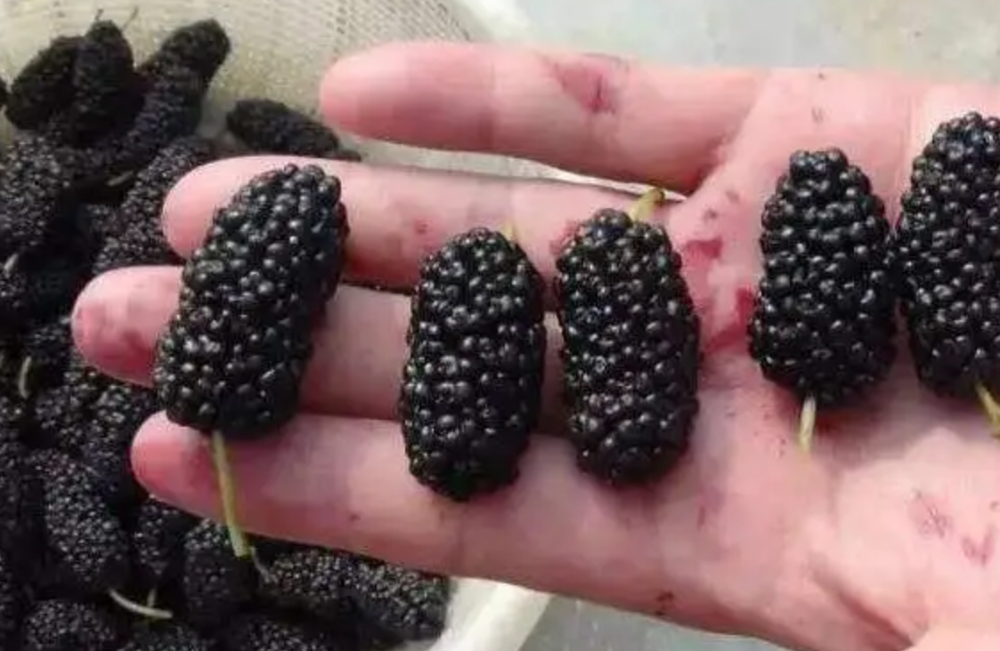 看起来脏脏的桑葚，吃起来有什么营养？降脂、养胃，对女性有好处（桑葚作用）