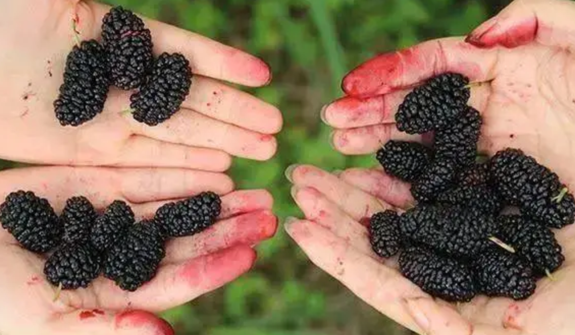 看起来脏脏的桑葚，吃起来有什么营养？降脂、养胃，对女性有好处（桑葚作用）