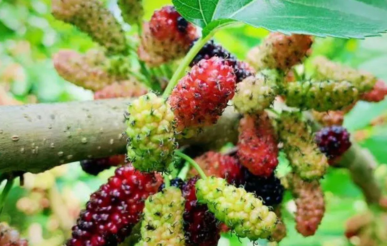 看起来脏脏的桑葚，吃起来有什么营养？降脂、养胃，对女性有好处（桑葚作用）