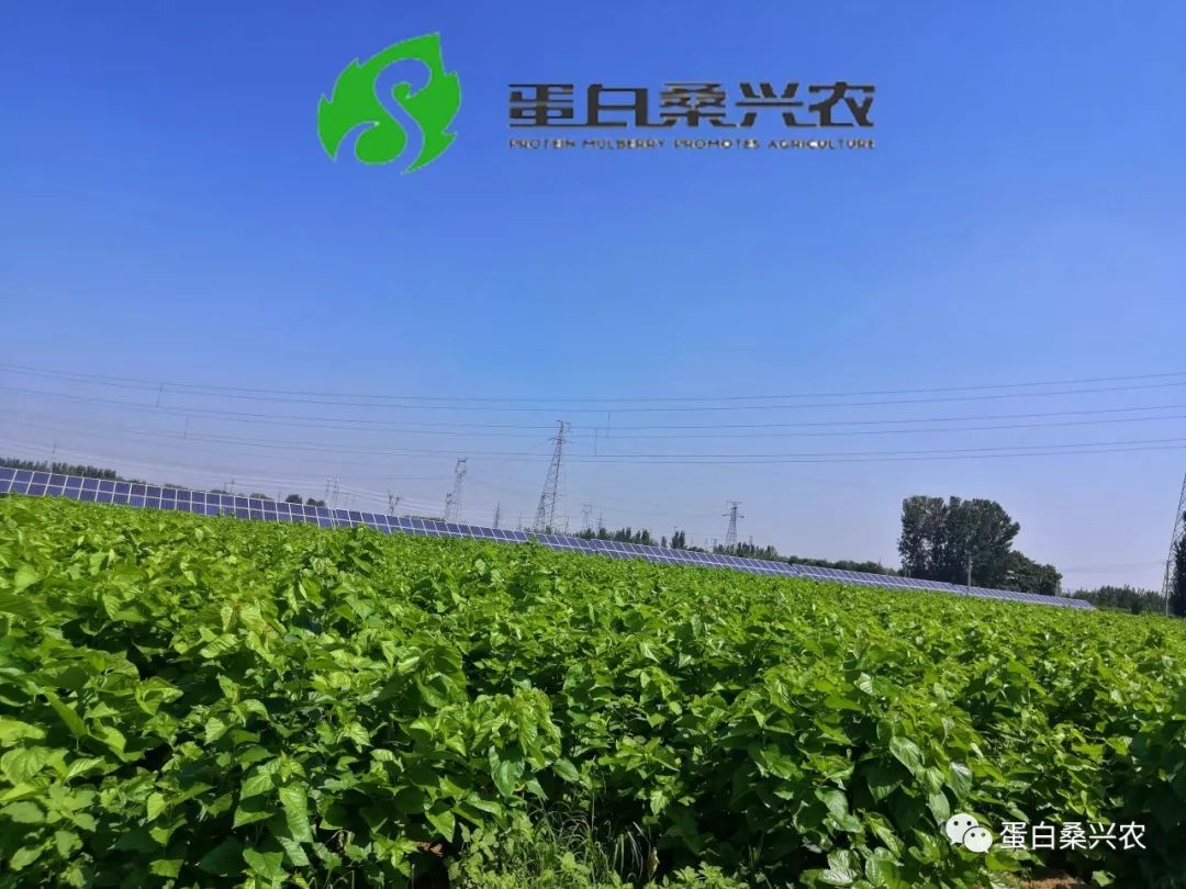 蛋白桑：桑葚子的功效与作用（蛋白桑是骗局吗）