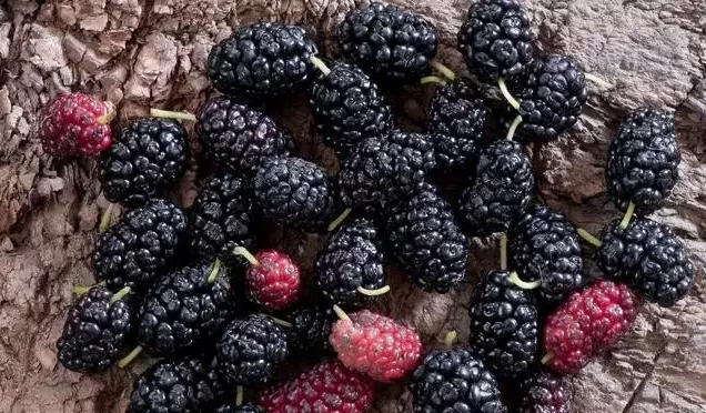 诸多功效与作用及其营养价值的“桑葚”, 您知道哪类人最适用？（桑葚功能作用）