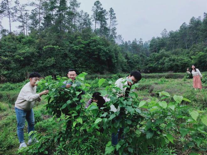 【公益惠农】江联的桑葚熟了（惠民公益人员招聘2020）