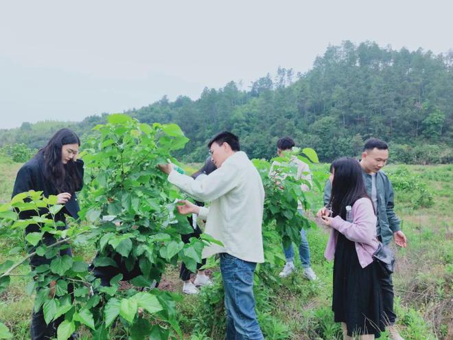 【公益惠农】江联的桑葚熟了（惠民公益人员招聘2020）