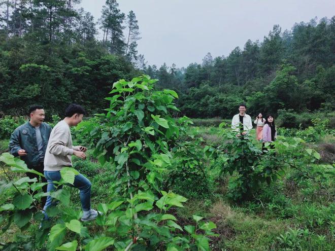 【公益惠农】江联的桑葚熟了（惠民公益人员招聘2020）