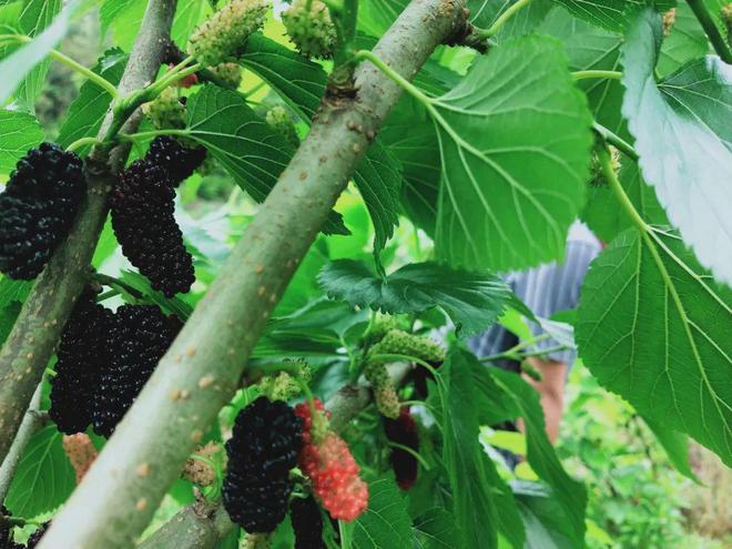 【公益惠农】江联的桑葚熟了（惠民公益人员招聘2020）