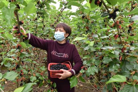 桑葚这样做，才能正确发挥其功效（桑葚怎么吃最好有效果减肥）
