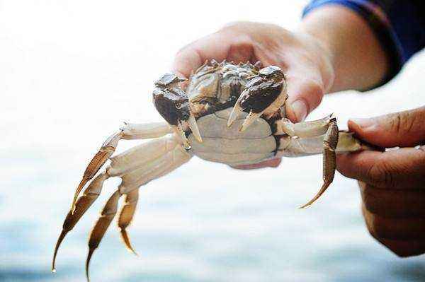 养殖大闸蟹的二十四节气歌，从此养蟹不用愁（大闸蟹时令）