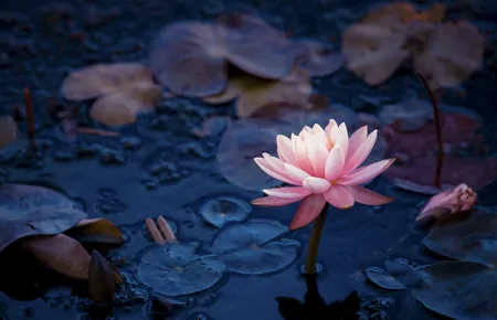 摩羯座容易动心，但走不到一起的星座-摩羯座容易动心,但走不到一起的星座