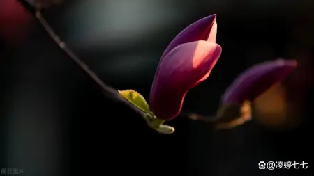 摩羯座：敢将十指夸针巧，不把双眉斗画长，高格调，俭梳妆-敢将十指夸针巧 不把双眉斗画长的意思