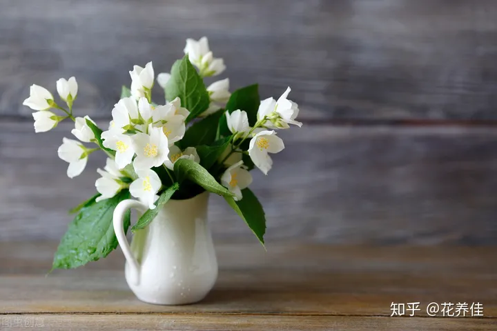 茉莉花的家庭养殖方式及注意事项（茉莉花的家庭种植）