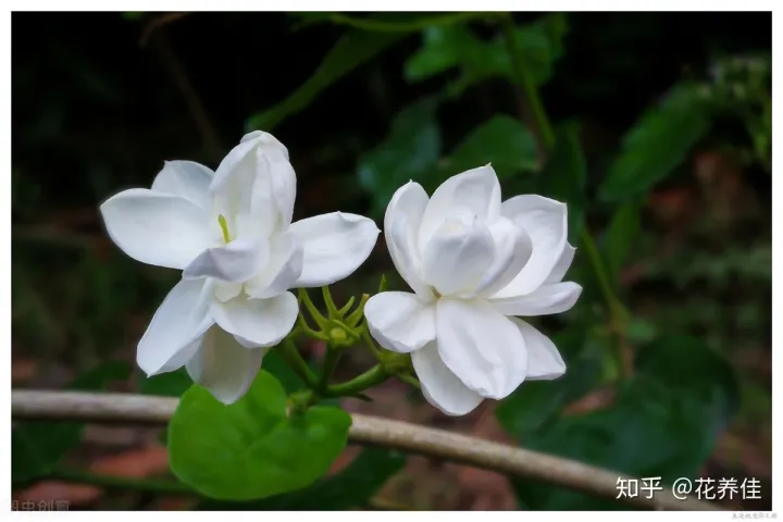 茉莉花的家庭养殖方式及注意事项（茉莉花的家庭种植）