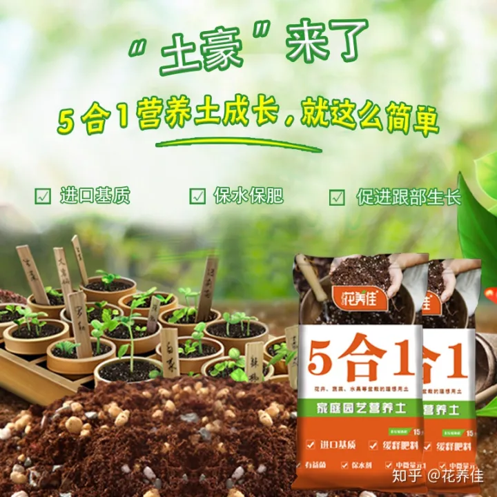 茉莉花的家庭养殖方式及注意事项（茉莉花的家庭种植）