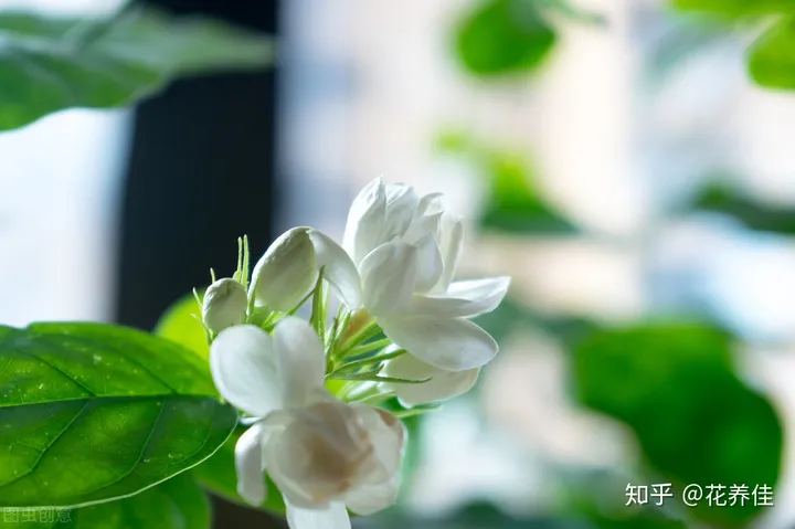 茉莉花的家庭养殖方式及注意事项（茉莉花的家庭种植）