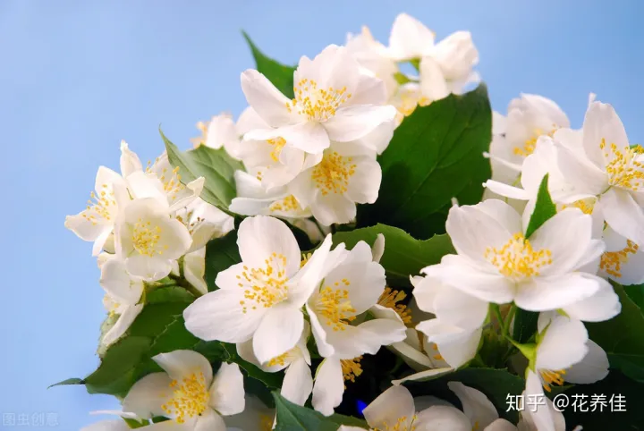 茉莉花的家庭养殖方式及注意事项（茉莉花的家庭种植）