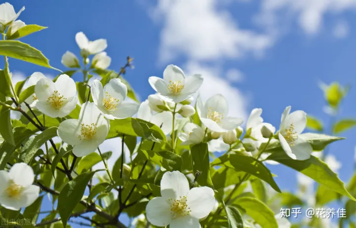 茉莉花的家庭养殖方式及注意事项（茉莉花的家庭种植）