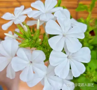 盆栽茉莉花要怎么养?（盆栽茉莉花怎样养）